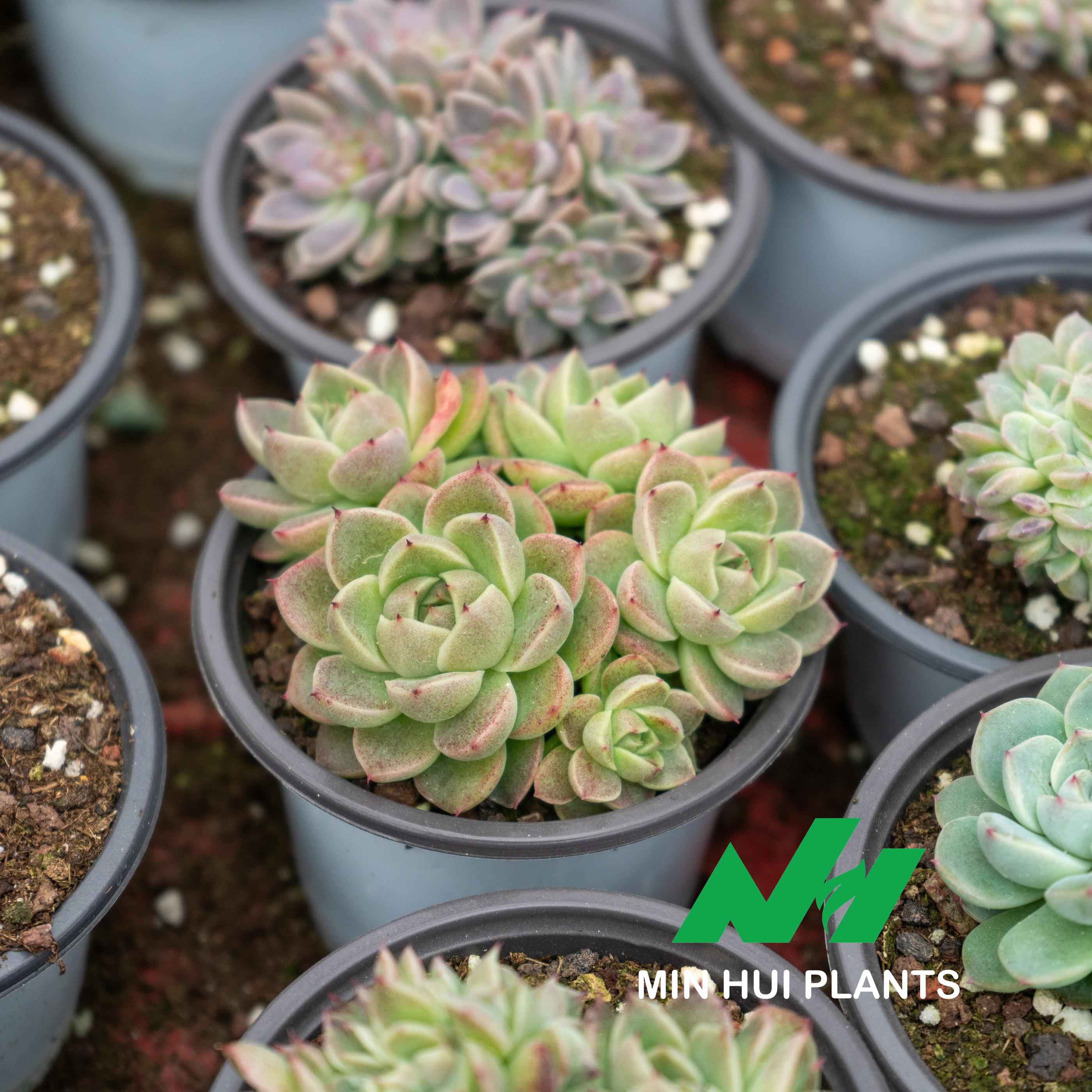 MinHui Plants-Succulent 'Romi No.2' thumbnail 2